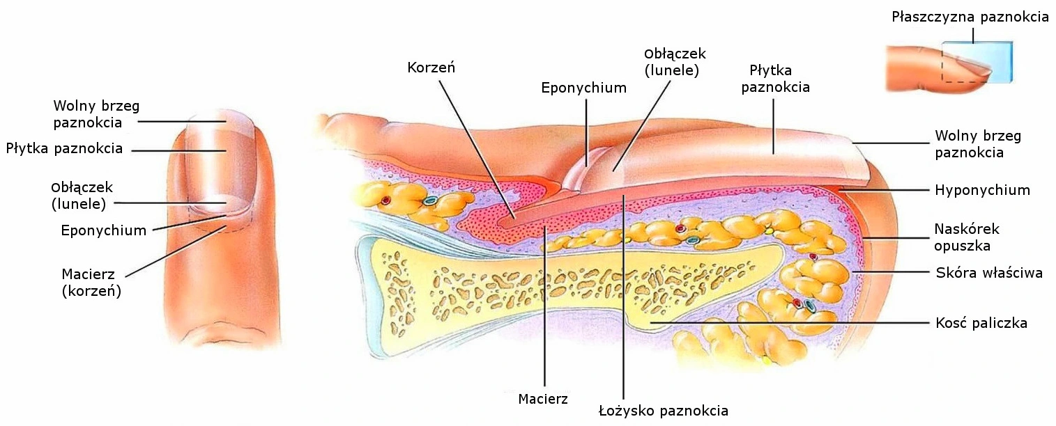 Budowa paznokci anatomia struktura przekrój